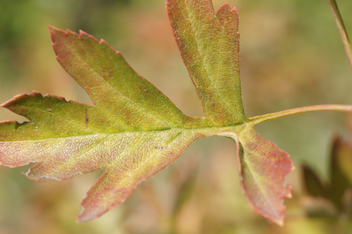 Image of genus Crataegus specimen.