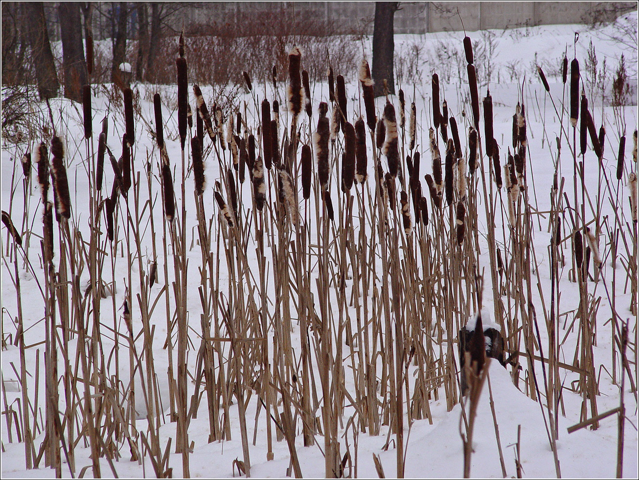 Изображение особи Typha latifolia.