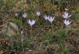 Crocus speciosus