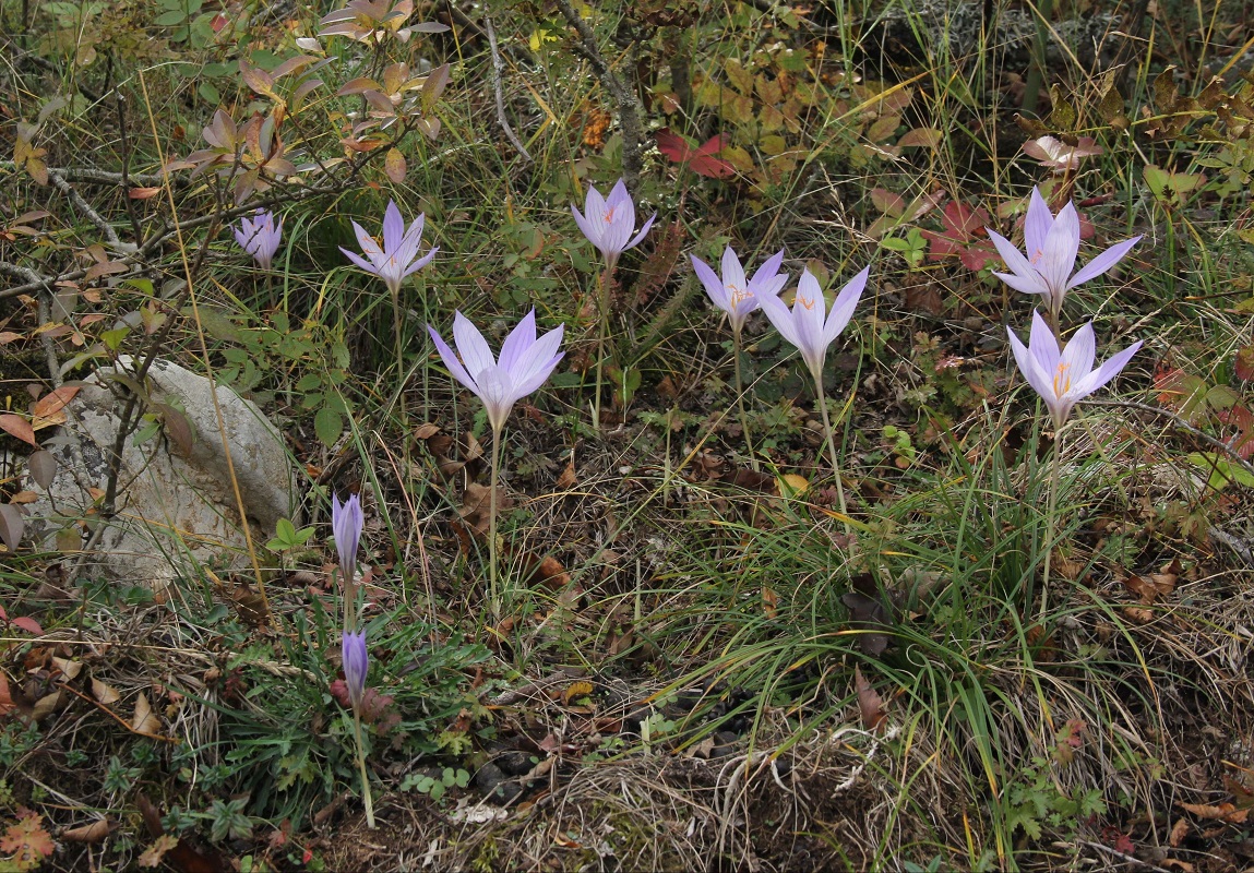 Изображение особи Crocus speciosus.