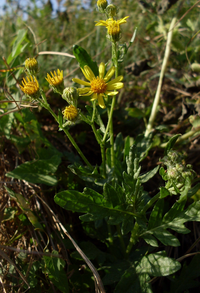 Image of Senecio grandidentatus specimen.