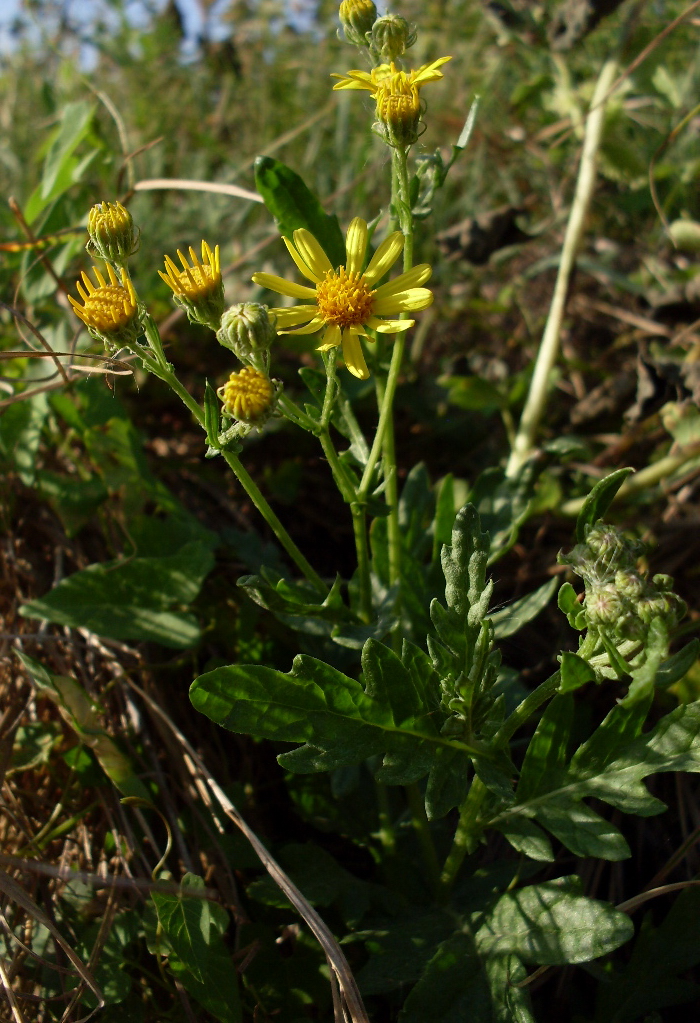 Изображение особи Senecio grandidentatus.