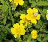 Potentilla reptans. Цветки с прикрепившейся улиткой. Краснодарский край, м/о Анапа, пос. Витязево, ул. Знойная, газон между дорогой и тротуаром. 29.05.2021.