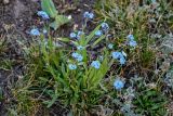 род Myosotis