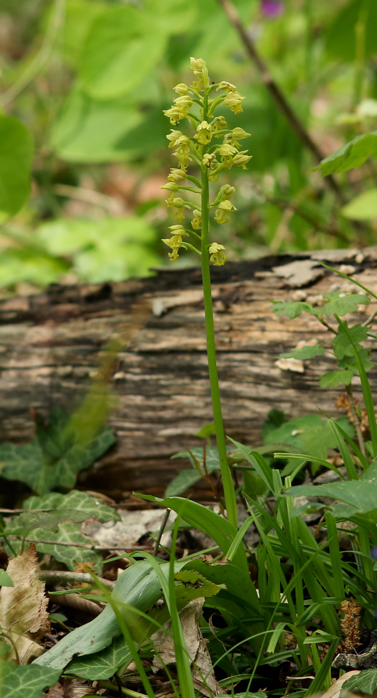Image of Orchis punctulata specimen.