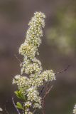 Spiraea hypericifolia