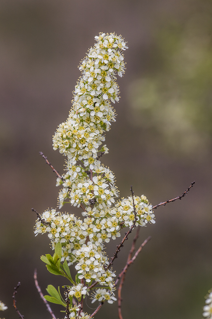 Image of Spiraea hypericifolia specimen.