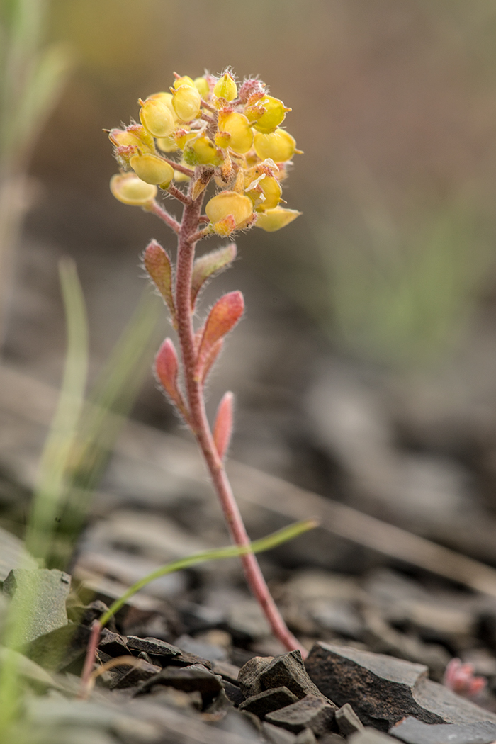 Image of Alyssum minutum specimen.