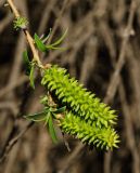 род Salix. Верхушка веточки с завязавшимися соплодиями. Челябинская обл., Кизильский р-н, Кизильское сельское поселение, окр. пос. Соколки, долина р. Урал, край вытаптываемого скотом заливного луга. 6 мая 2023 г.