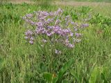 Limonium scoparium