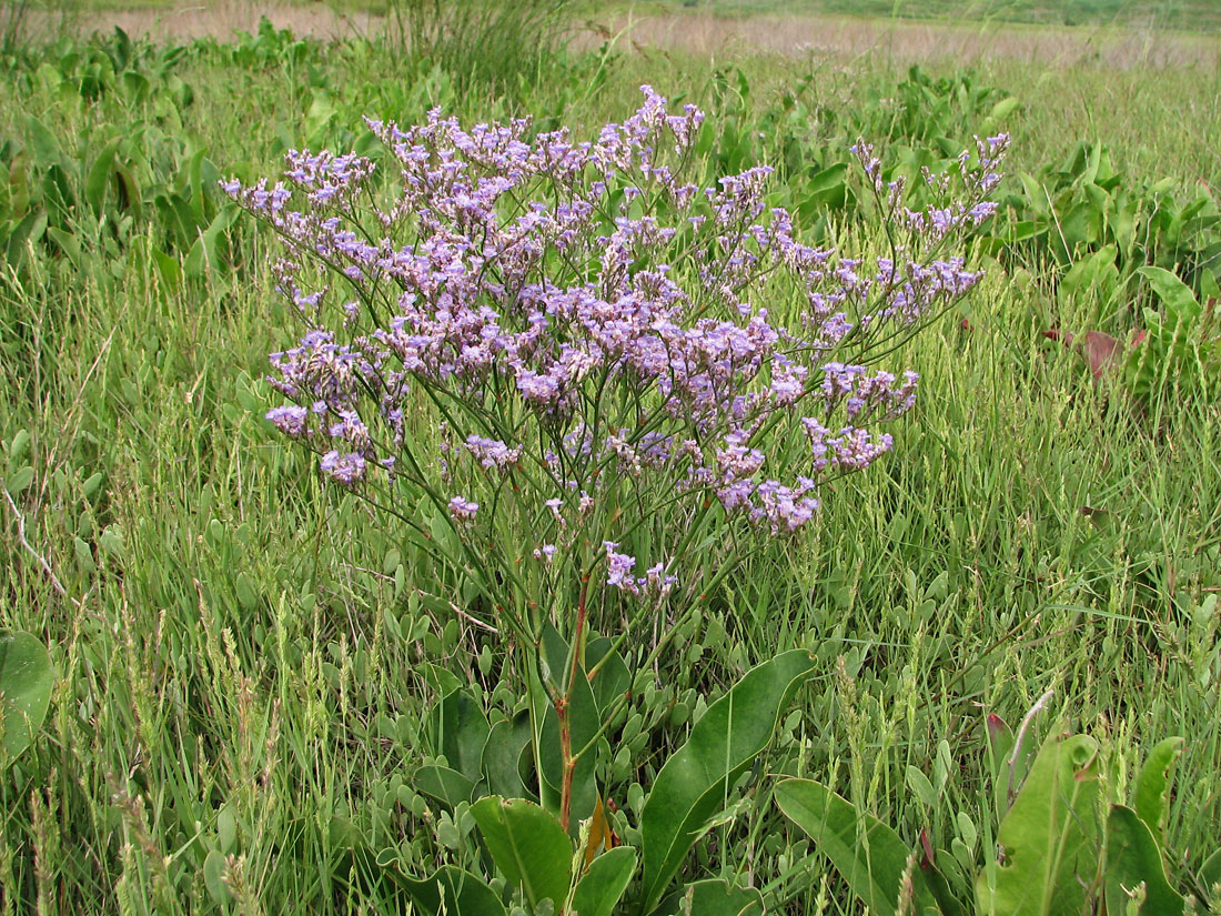 Изображение особи Limonium scoparium.