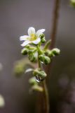 Saxifraga cartilaginea. Цветок и бутоны в каплях дождя. Карачаево-Черкесия, Зеленчукский р-н, окр. пос. Архыз, ущелье ручья Баритовый, на скале. 10.06.2023.