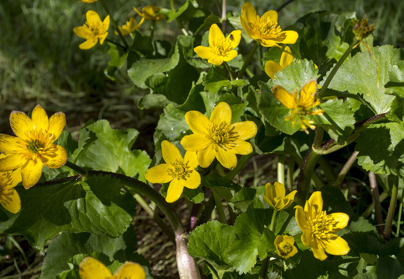 Изображение особи Caltha polypetala.