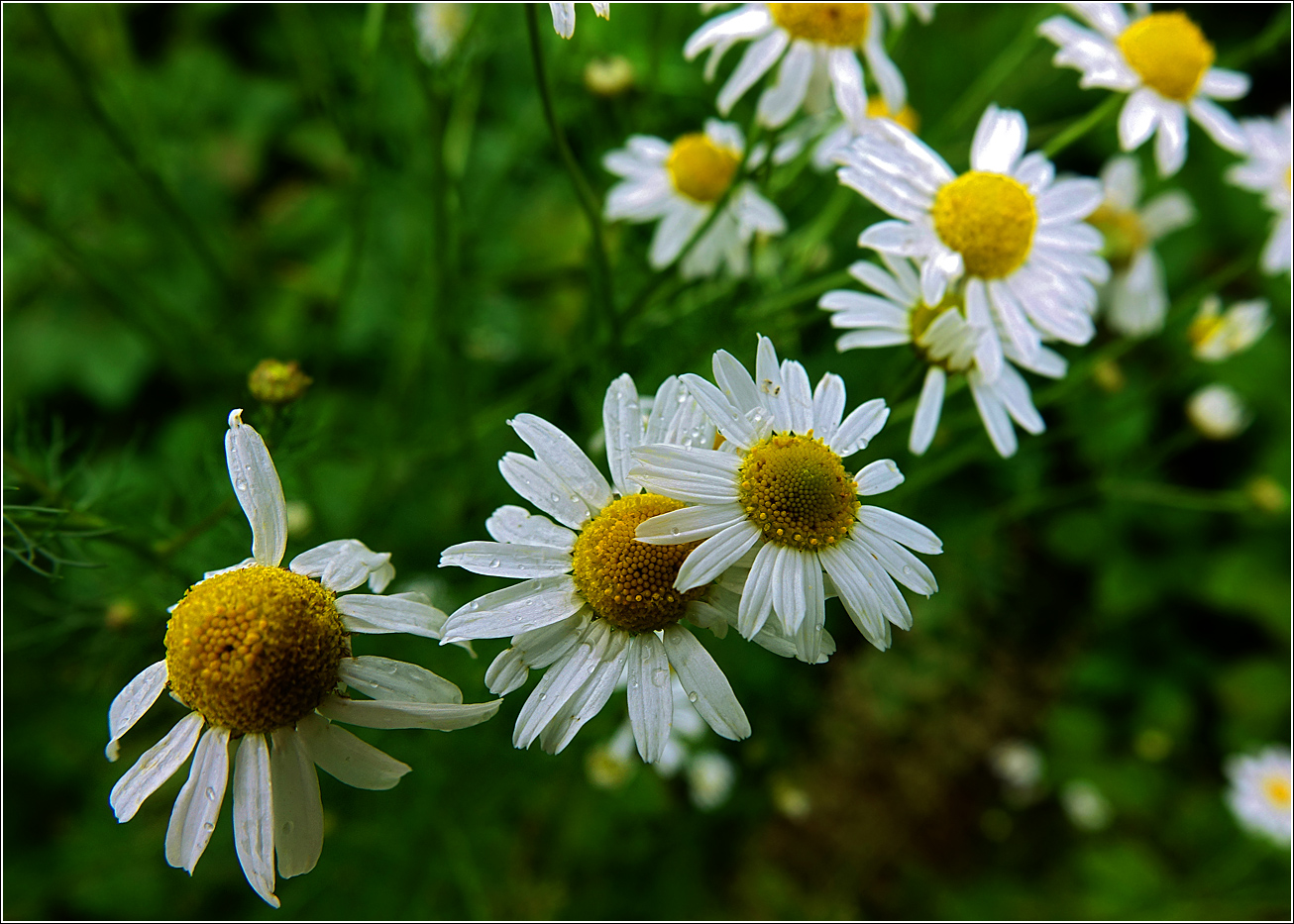 Изображение особи Tripleurospermum inodorum.