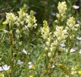 Pedicularis dolichorrhiza