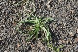 Plantago