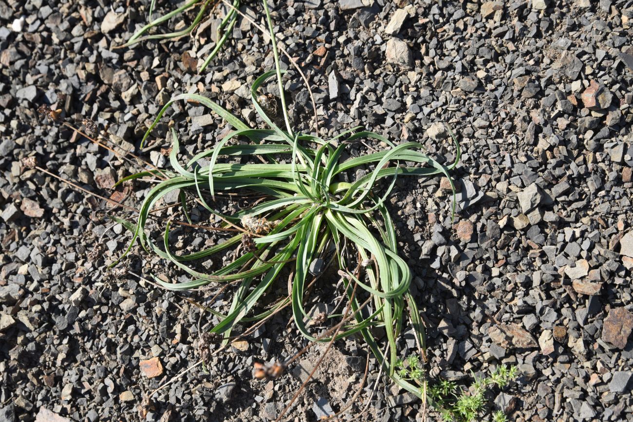 Image of genus Plantago specimen.