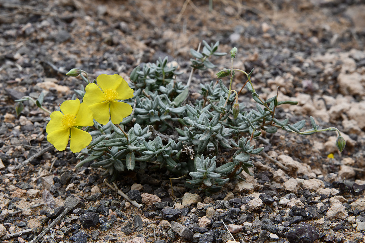 Image of Helianthemum songaricum specimen.
