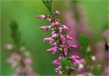 Calluna vulgaris. Верхушка соцветия с каплями дождя. Московская обл., Раменский р-н, окр. дер. Хрипань, садовый участок. 21.09.2023.