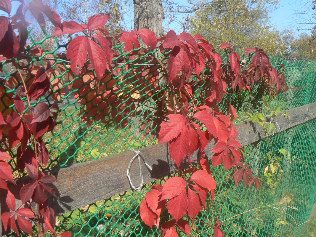 Image of genus Parthenocissus specimen.