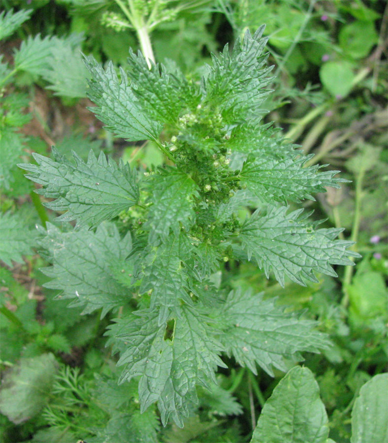 Image of Urtica urens specimen.