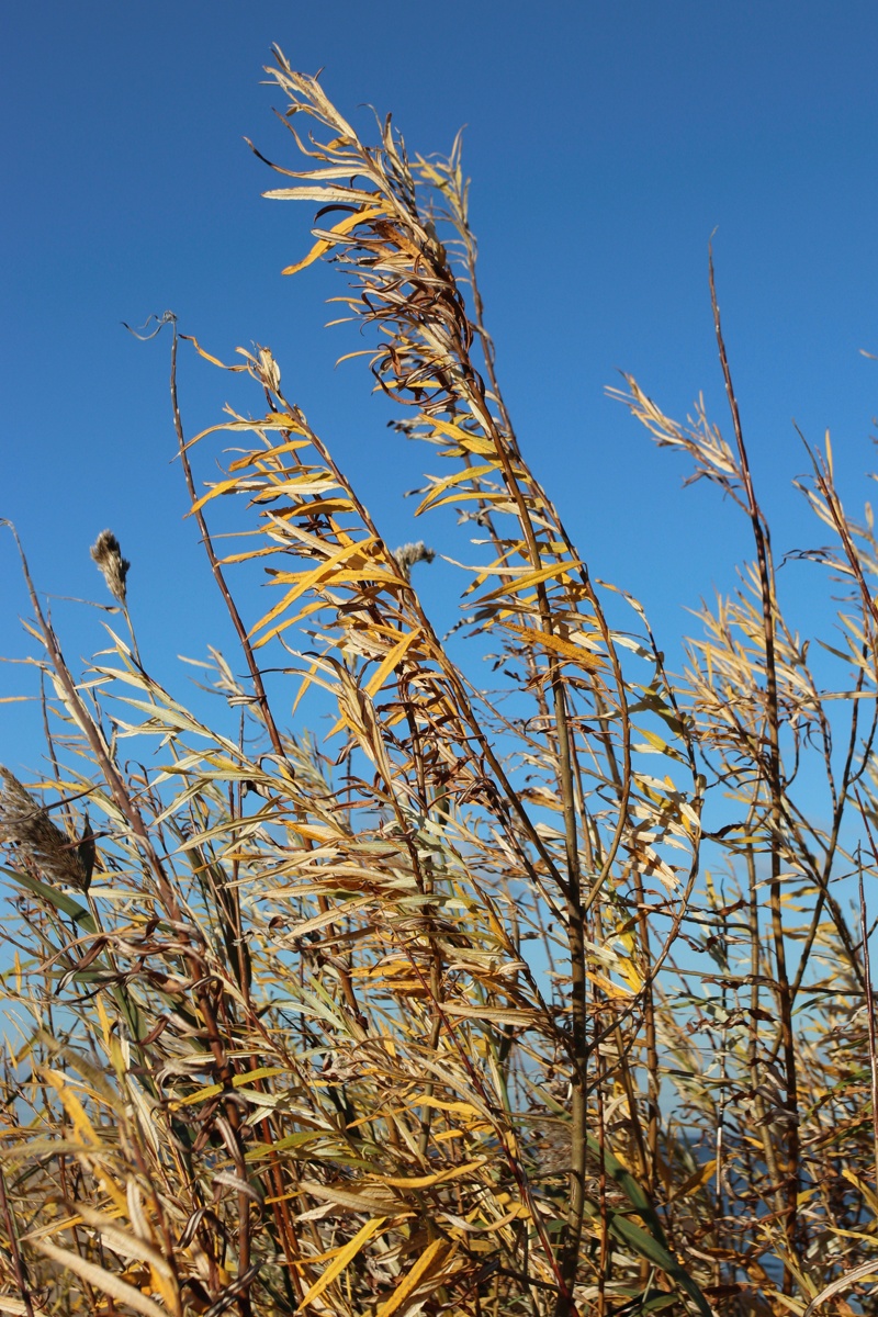 Image of Salix viminalis specimen.