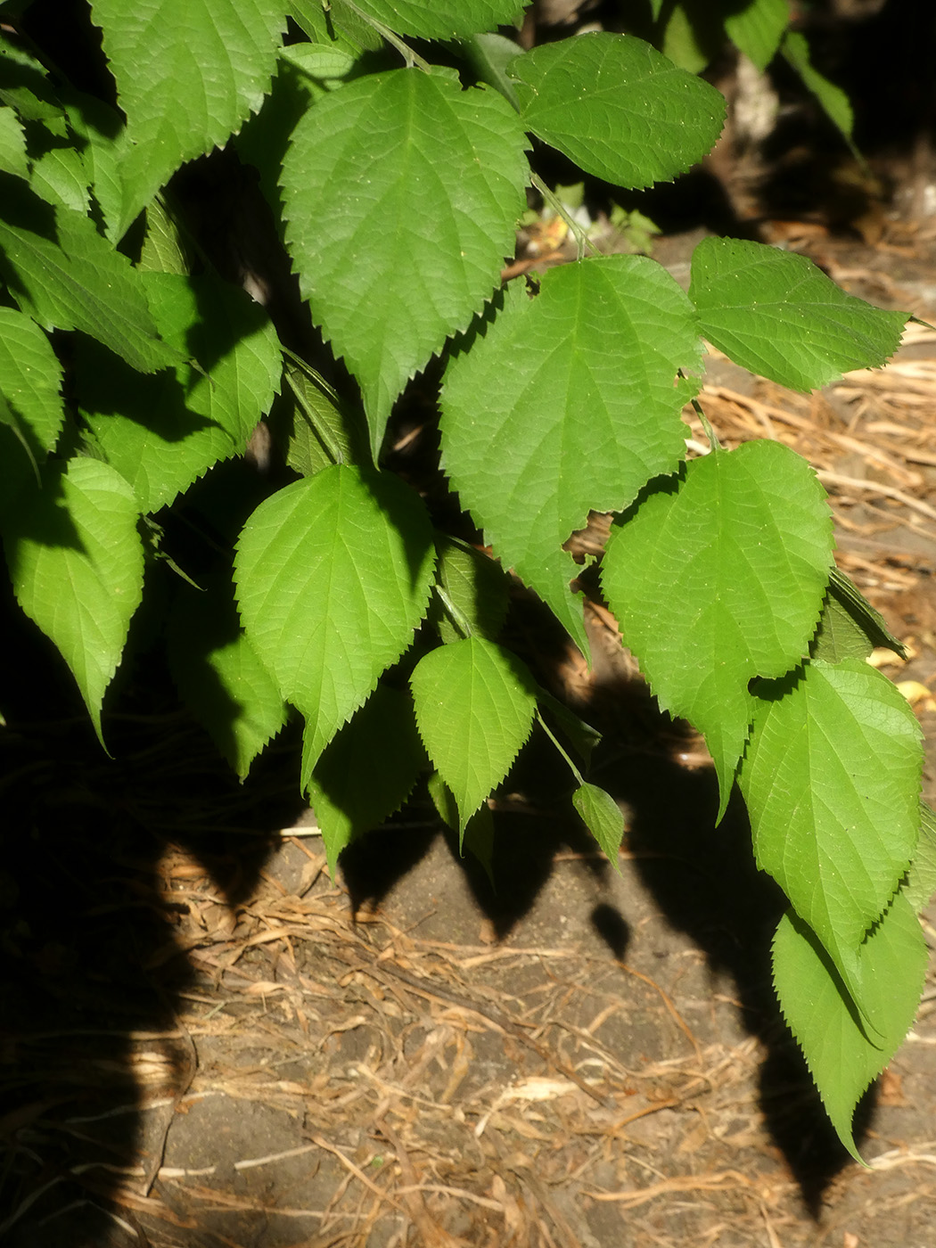 Image of genus Celtis specimen.