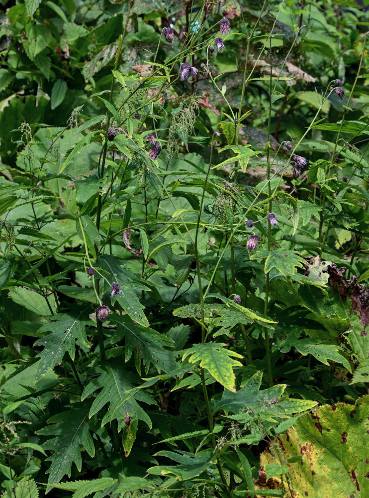 Image of Cirsium kamtschaticum specimen.