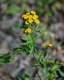 Tanacetum boreale. Верхушка побега с соцветиями. Красноярский край, Таймырский Долгано-Ненецкий р-н, плато Путорана, долина р. Кутарамакан, прибрежный галечник. 25.07.2023.