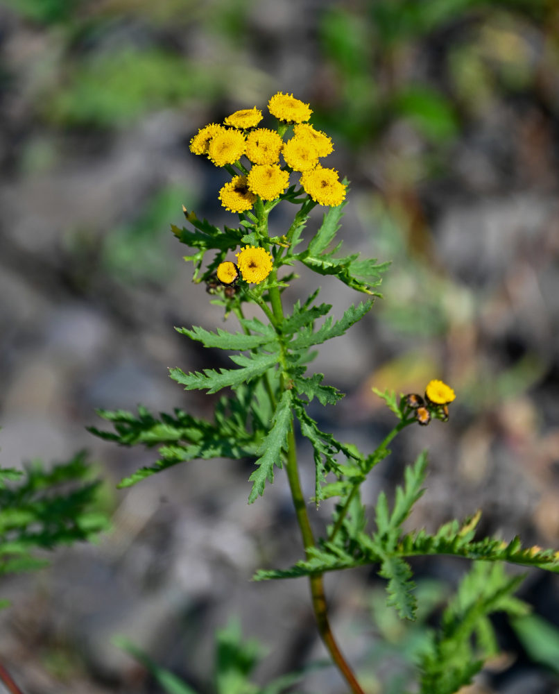 Изображение особи Tanacetum boreale.