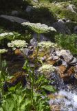 familia Apiaceae. Верхушка цветущего растения. Испания, Каталония, пров. Жирона, комарка Рипольес, муниципалитет Сеткасес, курорт \"Вальтер 2000\", ≈2150 м н.у.м., верховья р. Тер, каменистый берег вдоль каскадов. 10.07.2022.