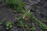 Campanula alliariifolia