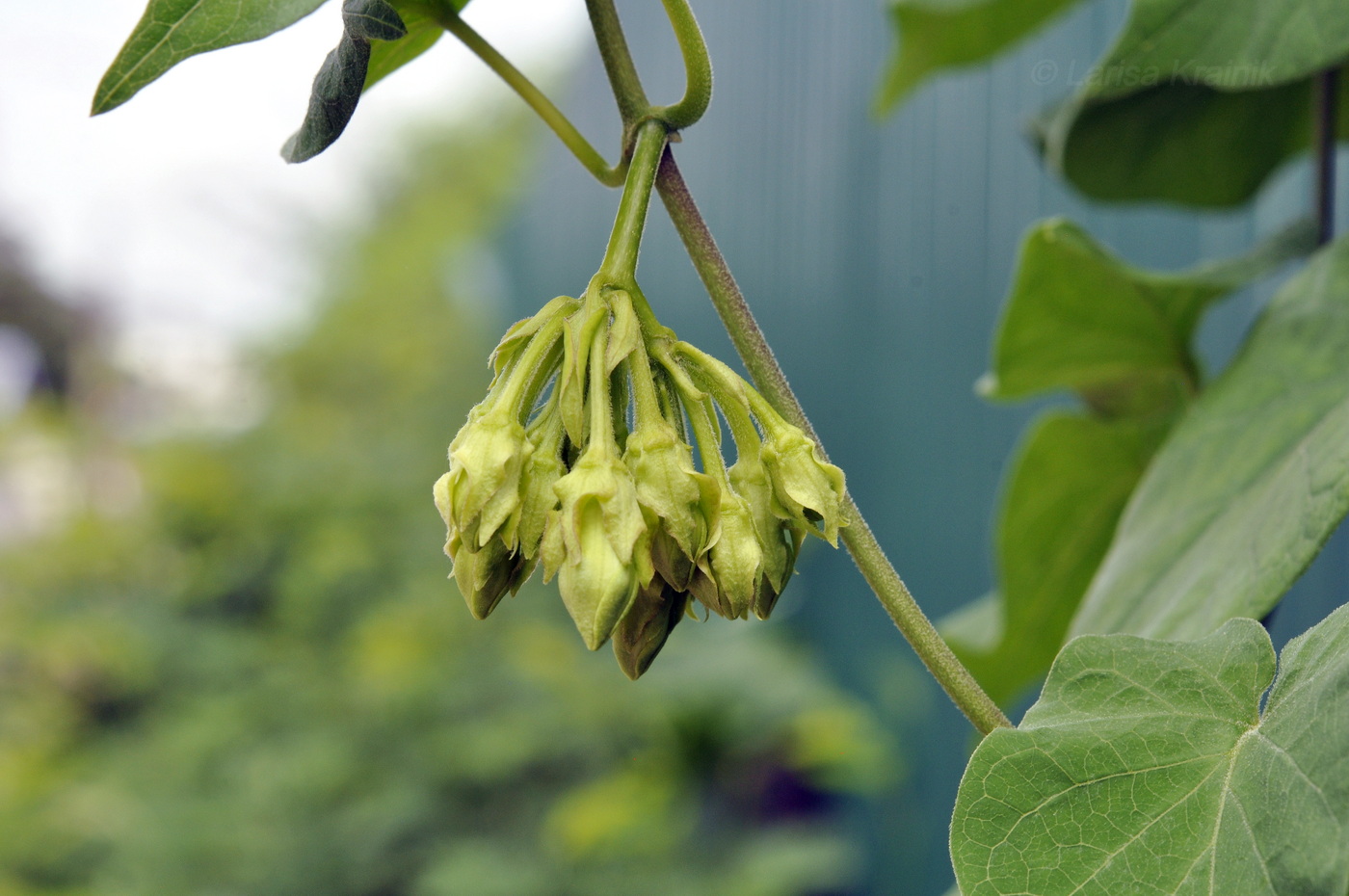 Изображение особи Telosma cordata.
