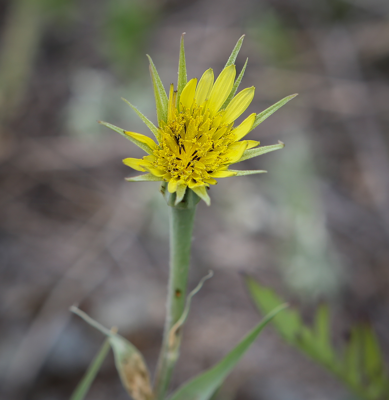 Image of Tragopogon dubius specimen.