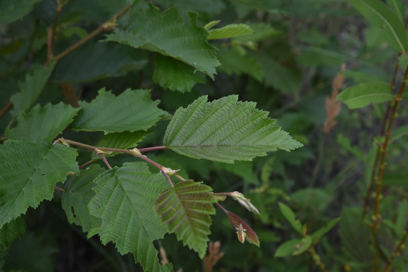 Image of Alnus incana specimen.