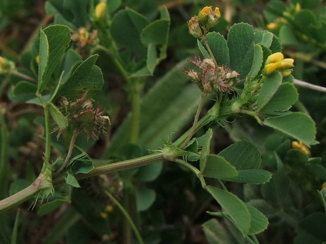 Изображение особи Medicago denticulata.