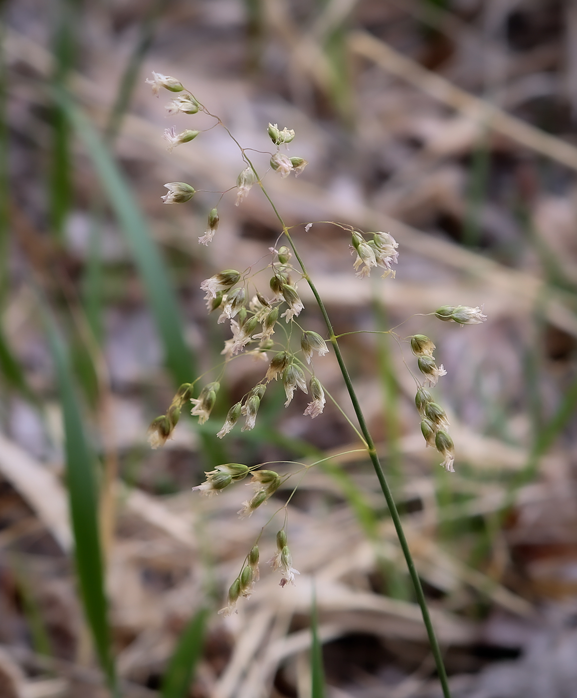 Image of Hierochloe odorata specimen.