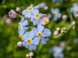 Myosotis palustris. Цветки и бутоны. Тверская обл., Кимрский р-н, смешанный лес, заболоченная обочина лесной дороги. 18.06.2023.