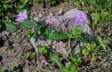 Geranium yesoense