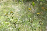 Pallenis spinosa