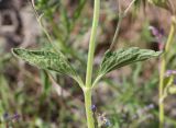 Nepeta micrantha