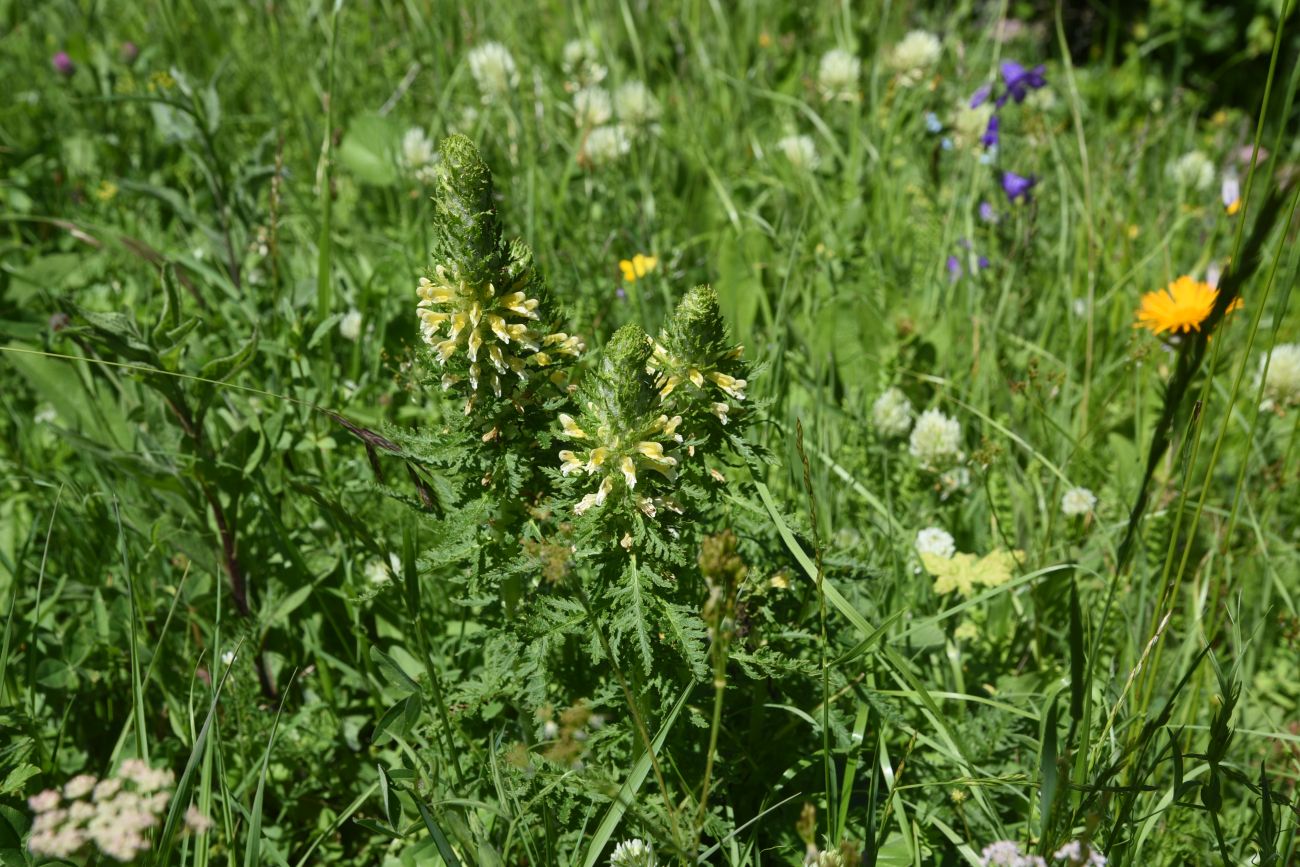 Image of Pedicularis condensata specimen.