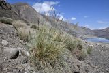 семейство Poaceae