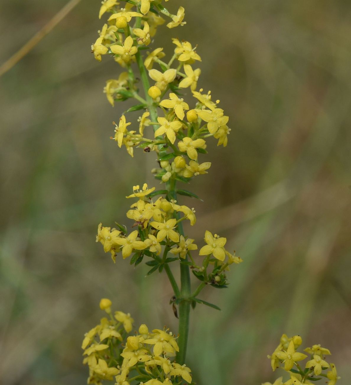Image of Galium verum specimen.