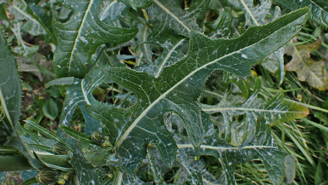 Изображение особи Sonchus arvensis.