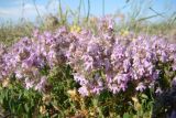 Thymus × dimorphus. Цветущее растение. Украина, Херсонская обл., Арабатская стрелка, уроч. Валок. 26.05.2007.