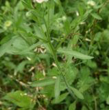 род Erigeron