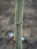 genus Salix