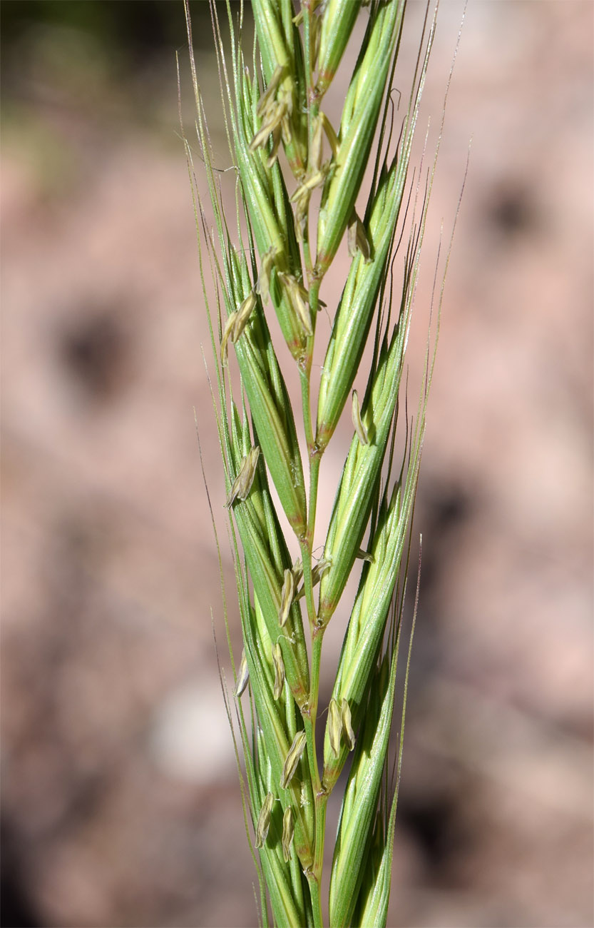 Изображение особи Elymus drobovii.