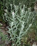 Anaphalis velutina